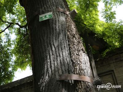 截枯枝補(bǔ)空洞修古樹(shù) 書院門千年國(guó)槐重?zé)ㄉ鷻C(jī)