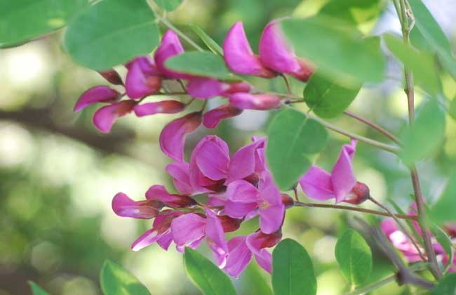 槐花一般幾月開花？