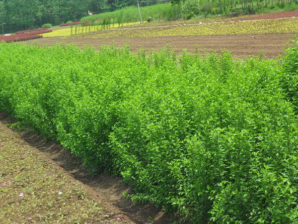木槿花不開(kāi)花還黃葉是什么原因