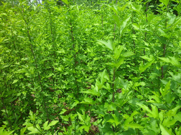 木槿花不開(kāi)花還黃葉是什么原因