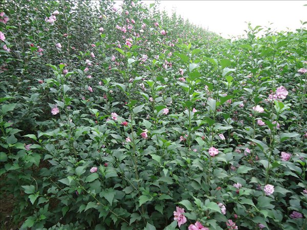 木槿花不開(kāi)花還黃葉是什么原因