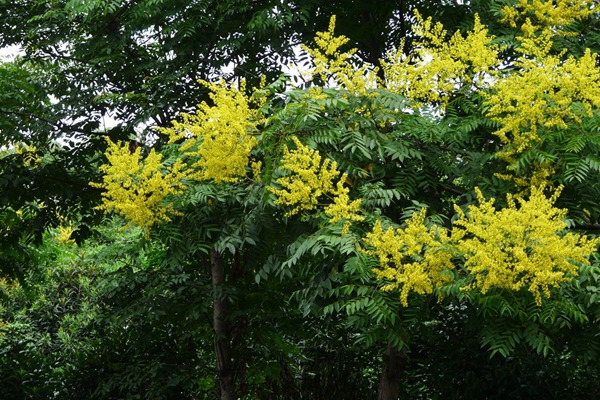 欒樹什么時候開花，花期多久