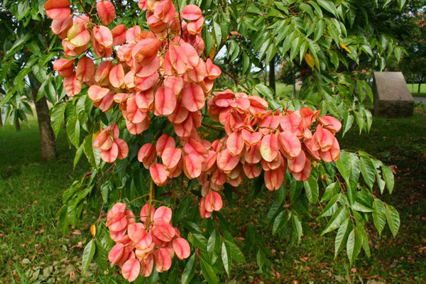 欒樹什么時候開花，花期多久