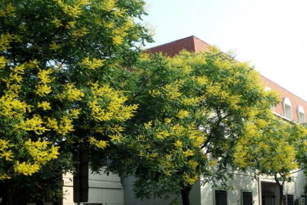 欒樹什么時候開花，花期多久
