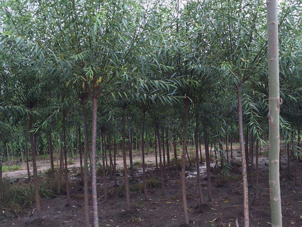 垂柳樹苗2公分報(bào)價(jià)，多少錢一顆