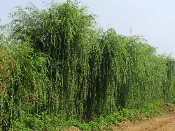 垂柳樹苗2公分報(bào)價(jià)，多少錢一顆