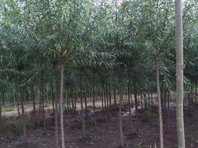 垂柳樹(shù)苗2公分報(bào)價(jià)，多少錢(qián)一顆