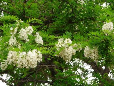 刺槐花語(yǔ)是什么？寓意是什么？