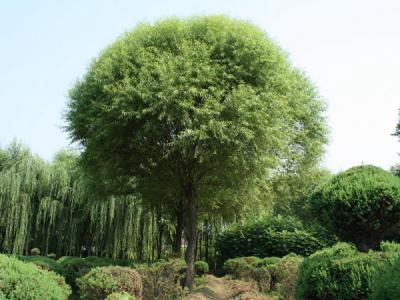 饅頭柳和旱柳二者有什么區(qū)別？