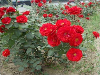 紅帽月季是爬藤月季嗎？