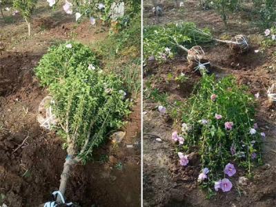 木槿花該如何種植及養護？