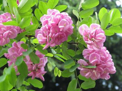 香花槐什么時候開花，開多久？