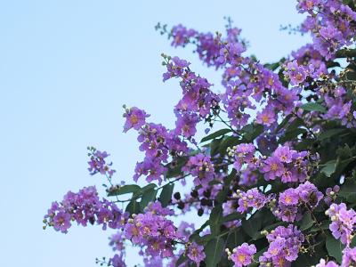 紫薇樹小苗應該去哪里購買，價格合理 ？