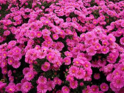 荷蘭菊什么時(shí)候開(kāi)花
