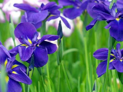 鳶尾的花語(yǔ)和寓意是什么