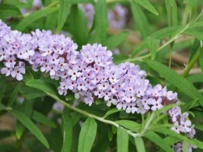 醉魚草花期是幾月，花期有多長