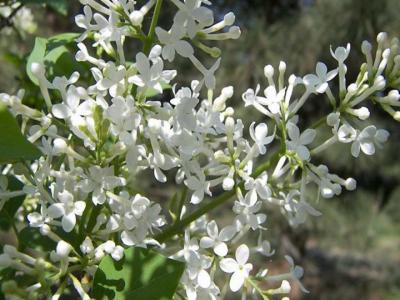 丁香花的花語(yǔ)(不同顏色丁香花的花語(yǔ))