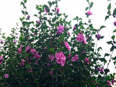 木槿花花語(yǔ)及特殊寓意