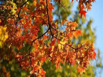 中國紅楓和美國紅楓樹哪個(gè)好