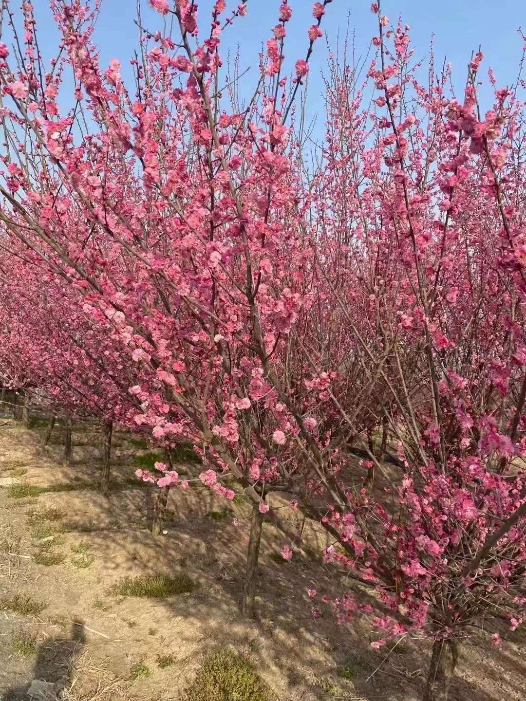 紅梅樹產(chǎn)地在中國(guó)哪里
