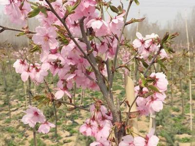 櫻花樹苗多少年才能長(zhǎng)成大樹？