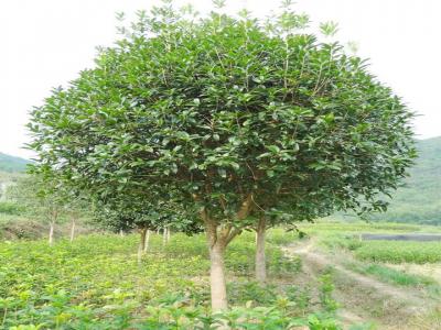 桂花樹用什么肥料最好？
